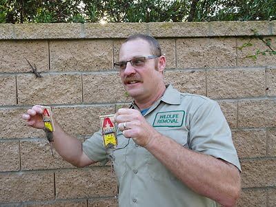 rodent trapping